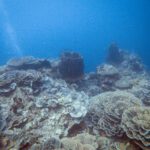 Corals spread across the reef in clear blue water