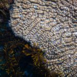 Close-up of a coral surface with a crinoid tucked alongside