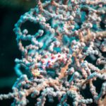Pink and white soft coral with a shrimp among the branches