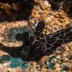 Patterned reef fish tucked into the coral