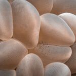 Close-up of bubble coral vesicles with a tiny shrimp