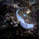 White nudibranch with a frilled mantle on the reef