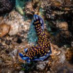 Blue nudibranch spotted with yellow crossing the rock
