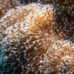 Close-up of coral polyps with white tentacles extended