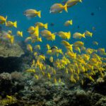 School of yellow snapper flowing over the reef