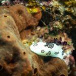 White nudibranch marked with black rings on a sponge