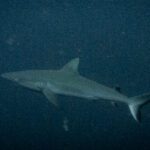 Shark passing through dark blue water
