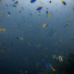 Small blue and yellow fish scattered through dim water
