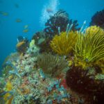 Yellow crinoids on a colourful reef in turquoise water