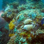 Pale sponges among colourful growth on the reef