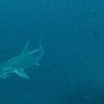Shark cruising through open blue water