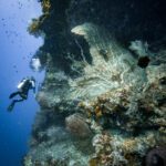 Diver above a growth-covered wreck with a crinoid in the foreground