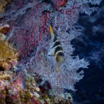 Butterflyfish beside a red sea fan on the reef
