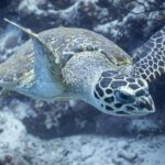 Hawksbill turtle settled on the reef