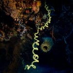 Coiled yellow wire coral with a small goby clinging to it