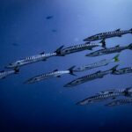 School of barracuda strung out through blue water