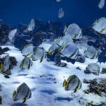 Batfish gathered over white sand at the reef edge