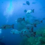 Fish gathered around a submerged structure in blue water