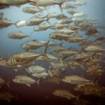 School of bigeye trevally packed together above the reef