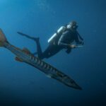 Diver finning above a barracuda in blue water
