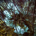 Tangle of black coral and crinoid arms on the reef