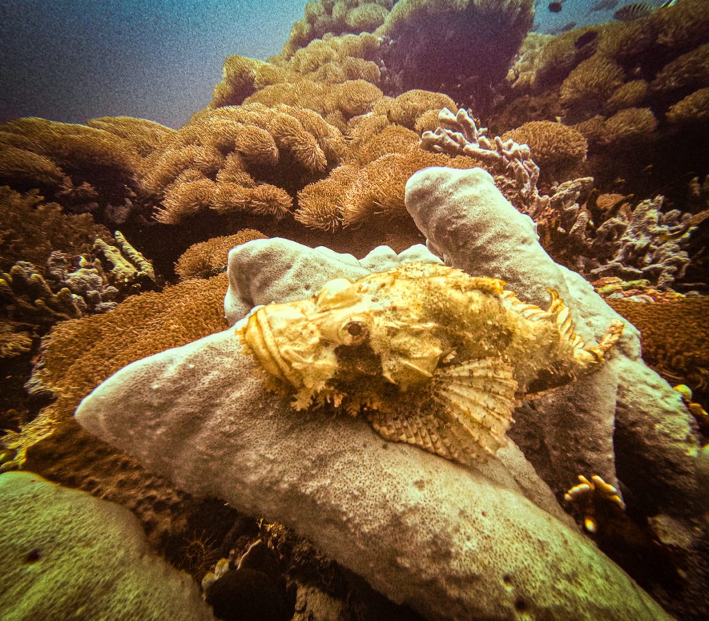 filonga island diving in tidore