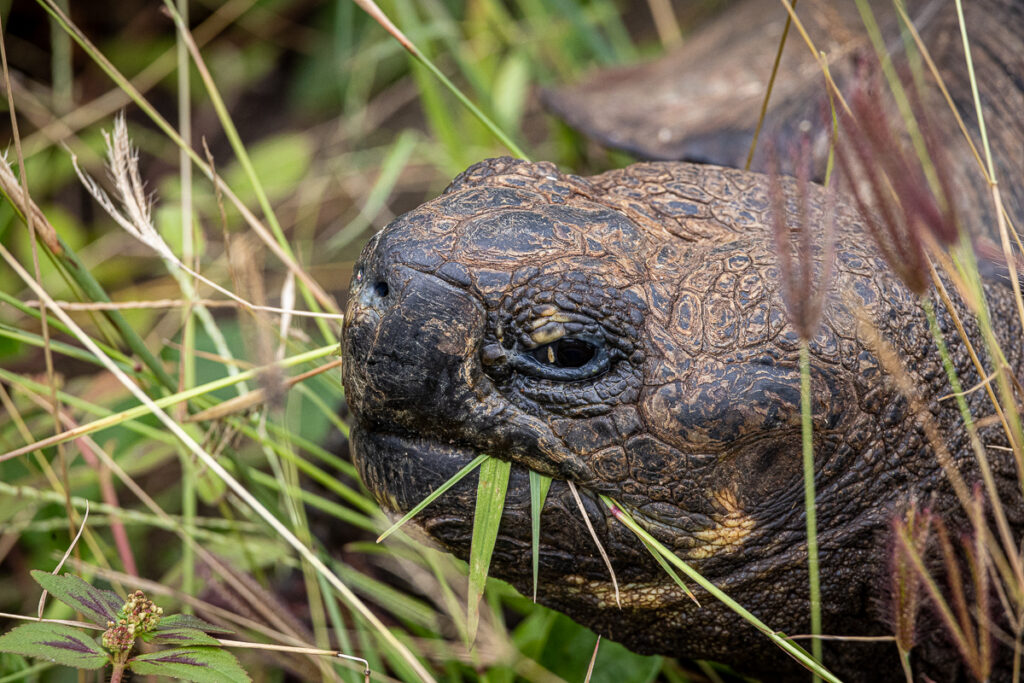 Giant tortoise Galapagos