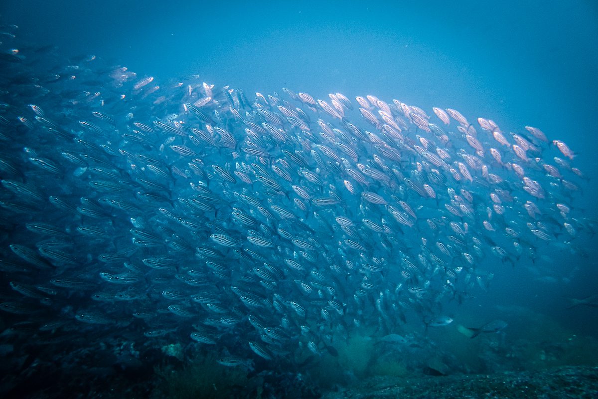 Dense salema bait ball swirling in open water at Pinzon and Dumb Rock, Galapagos