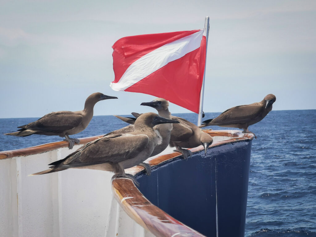 Galapagos Sky diving liveaboard review ( of )