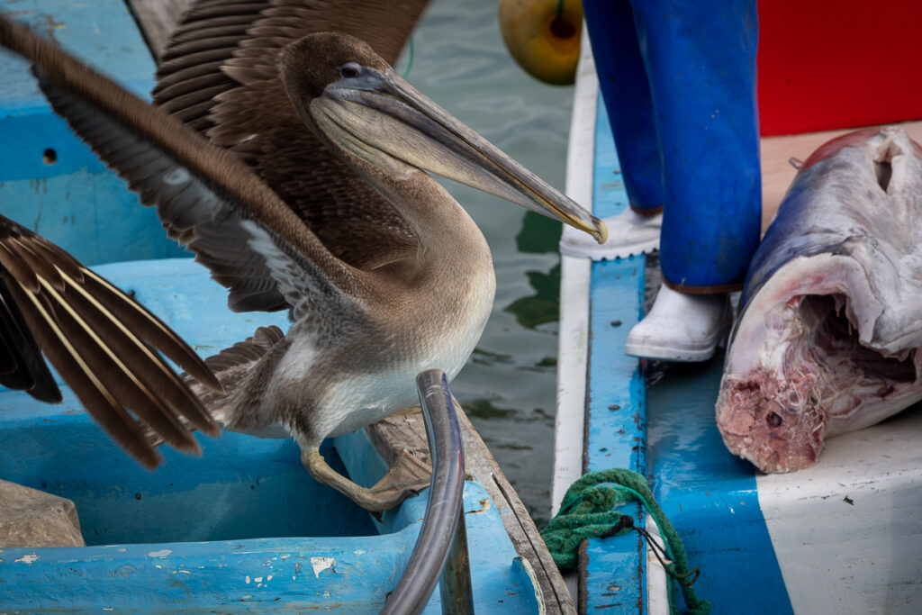 Galapagos fish market pelicans