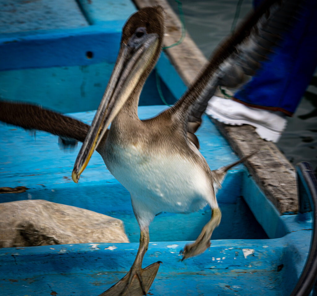 Galapagos fish market pelicans