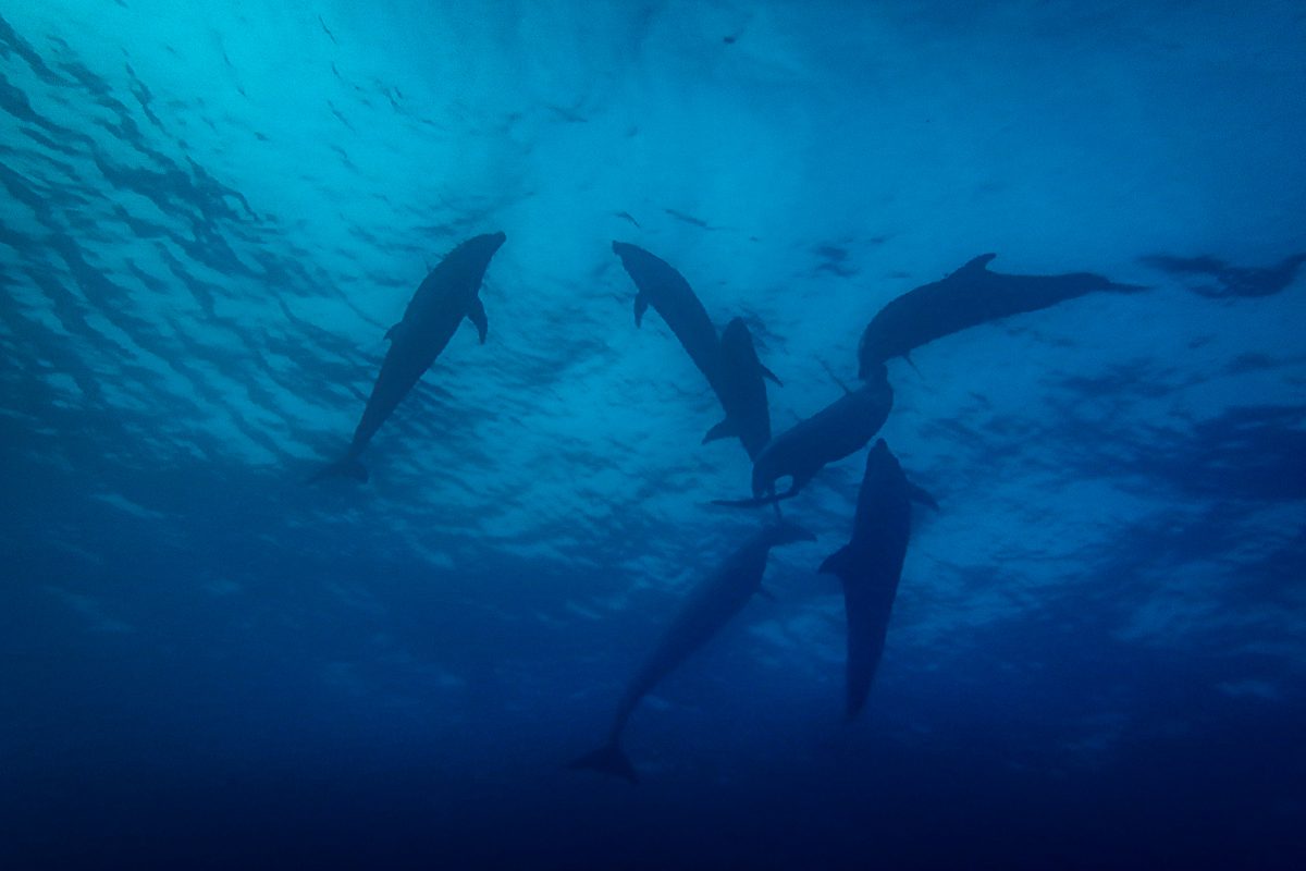 Group of scalloped hammerhead sharks passing through the blue at Darwin Arch, Galapagos
