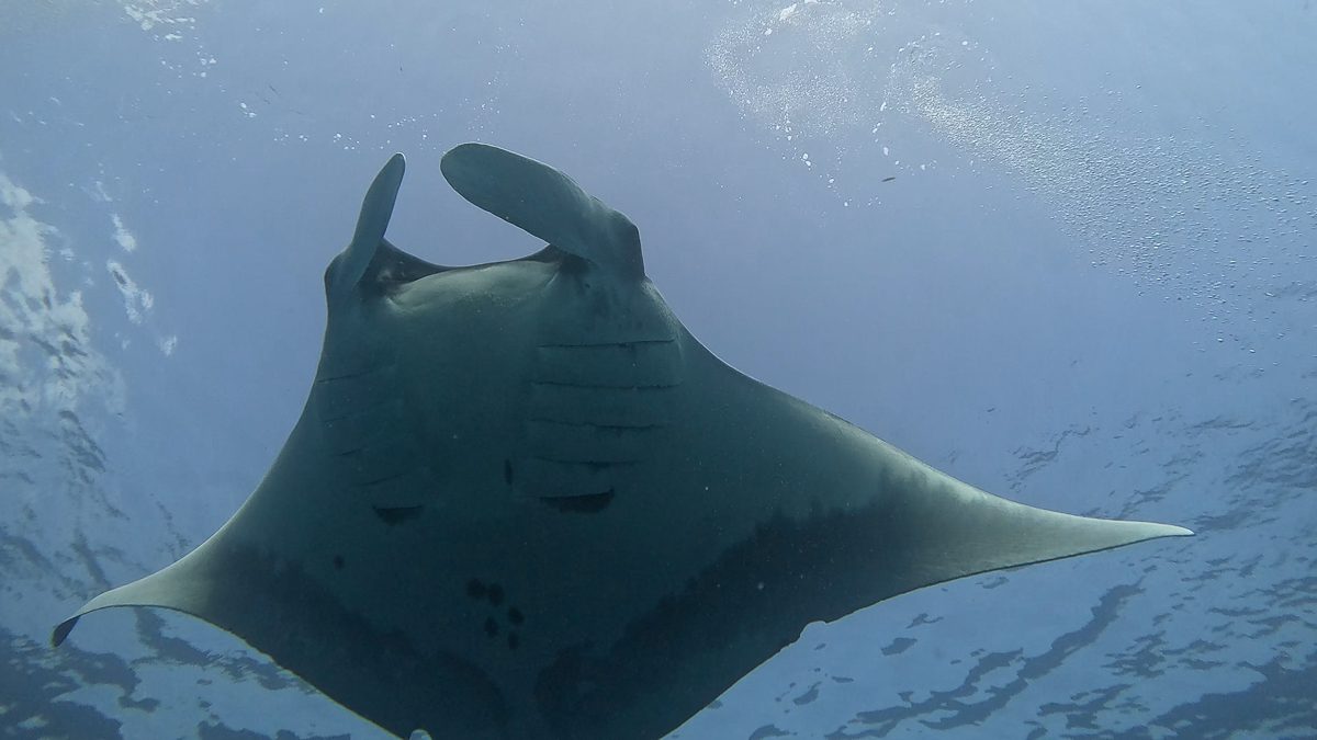 Oceanic manta ray passing close overhead at Cape Marshall, Isabela Island, Galapagos
