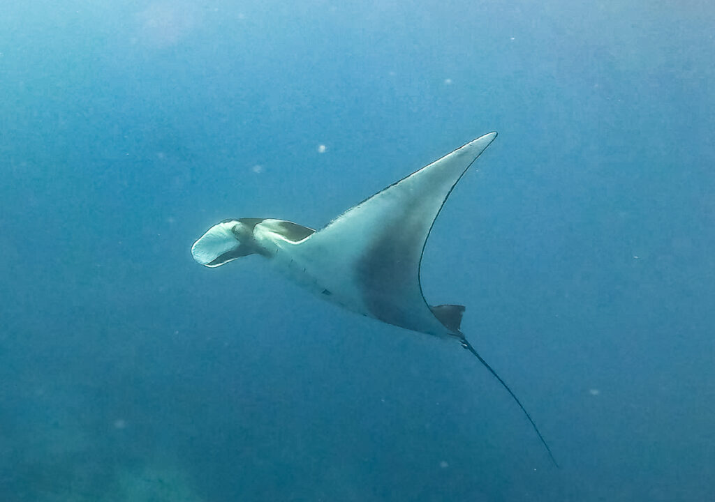 Galapagos diving cape marshal