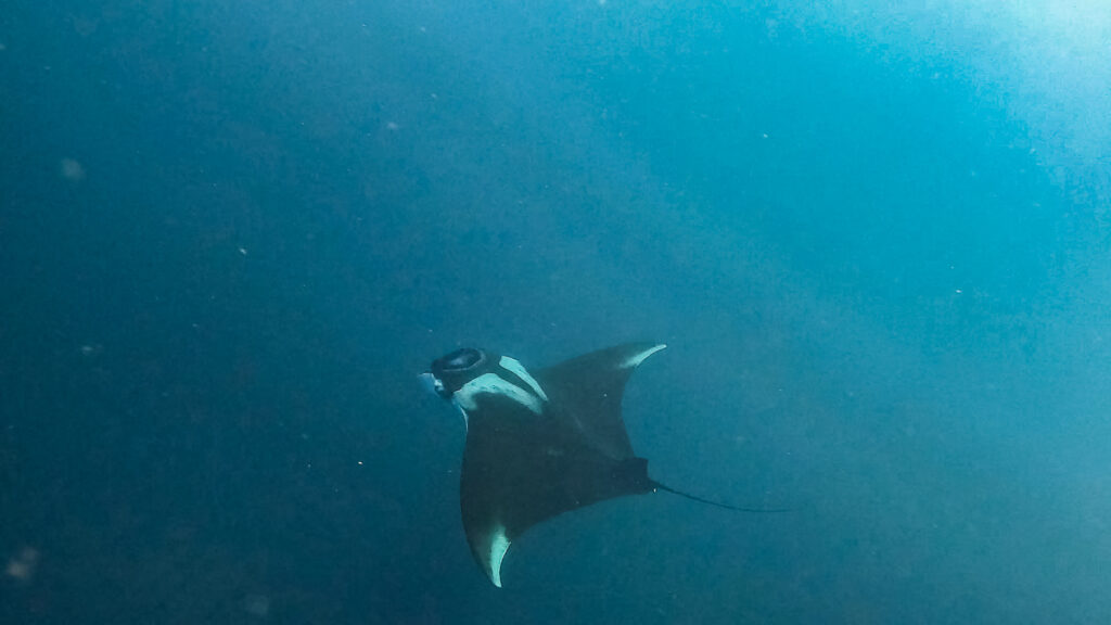 Galapagos diving cape marshal