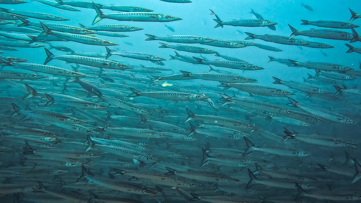 School of barracuda in turquoise water at Cape Marshall, Galapagos