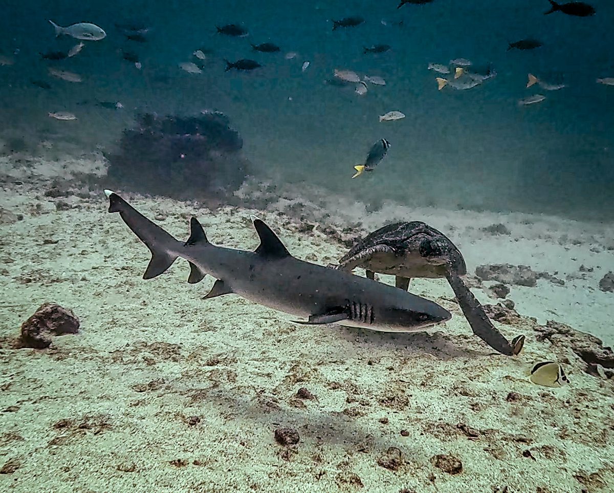 Whitetip reef shark and a green sea turtle resting together on the sand at Bartolome, Galapagos