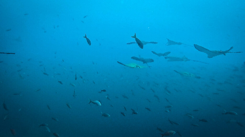 galapagos bartolome island diving