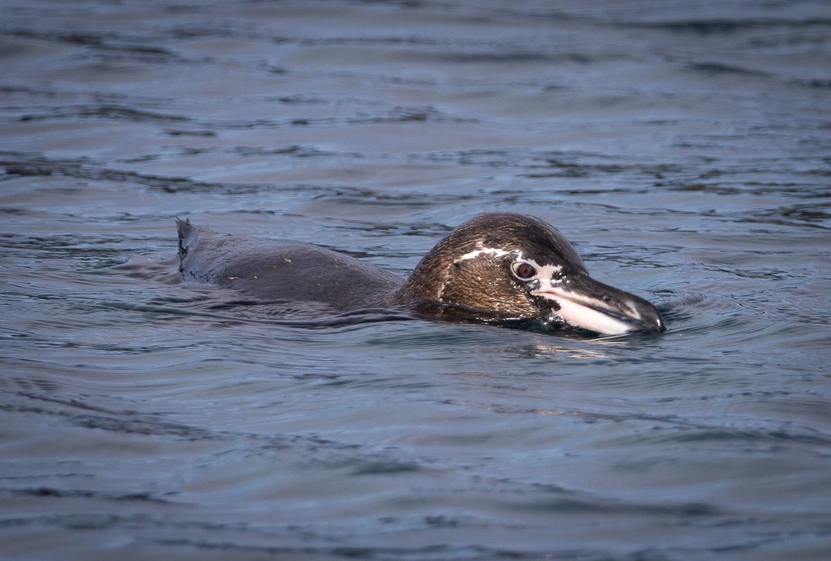 Galapagos penguin swimming at the surface off Isabela Island