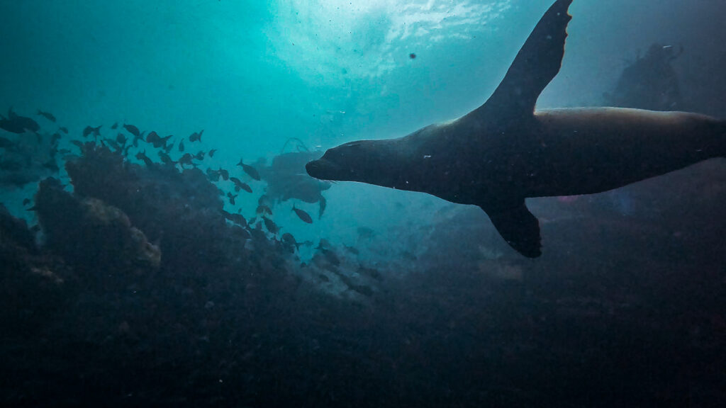 Galapagos diving punta mola mola ( of )