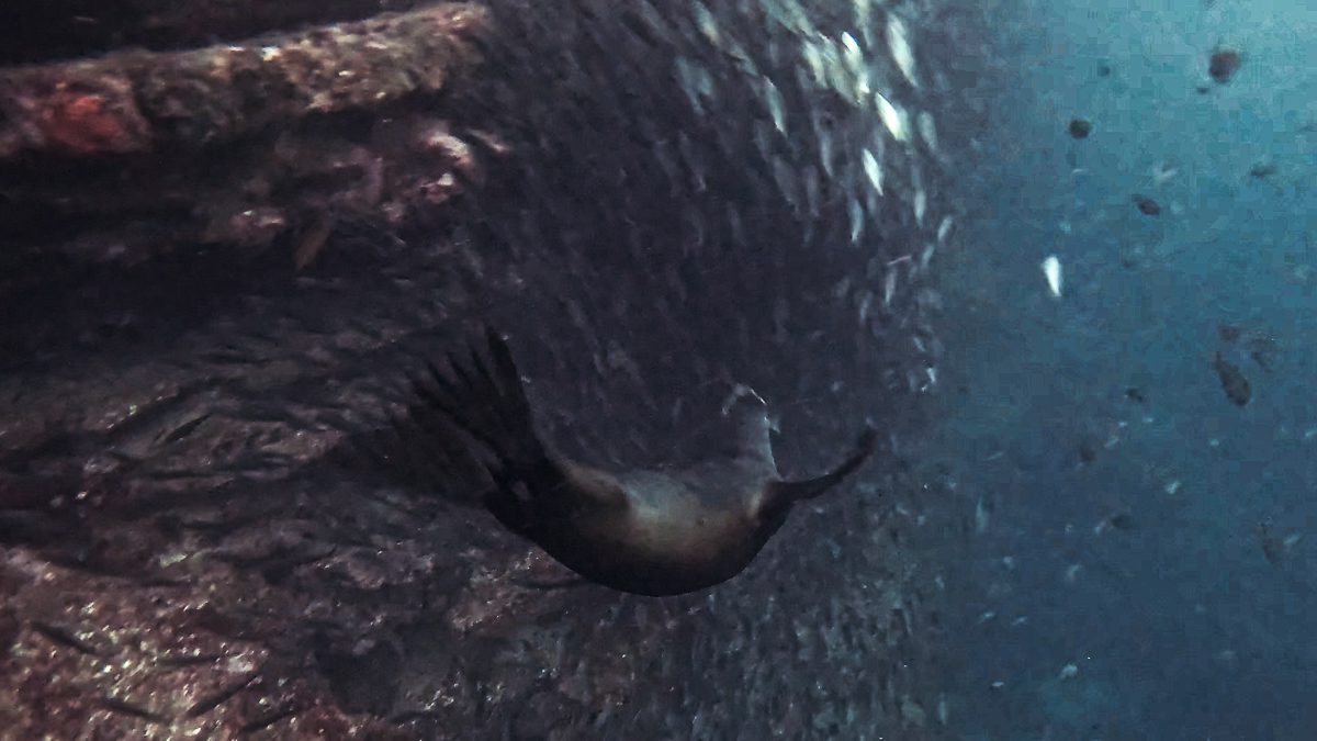 Galapagos sea lion twisting through a bait ball of salema at Punta Vicente Roca, Isabela Island