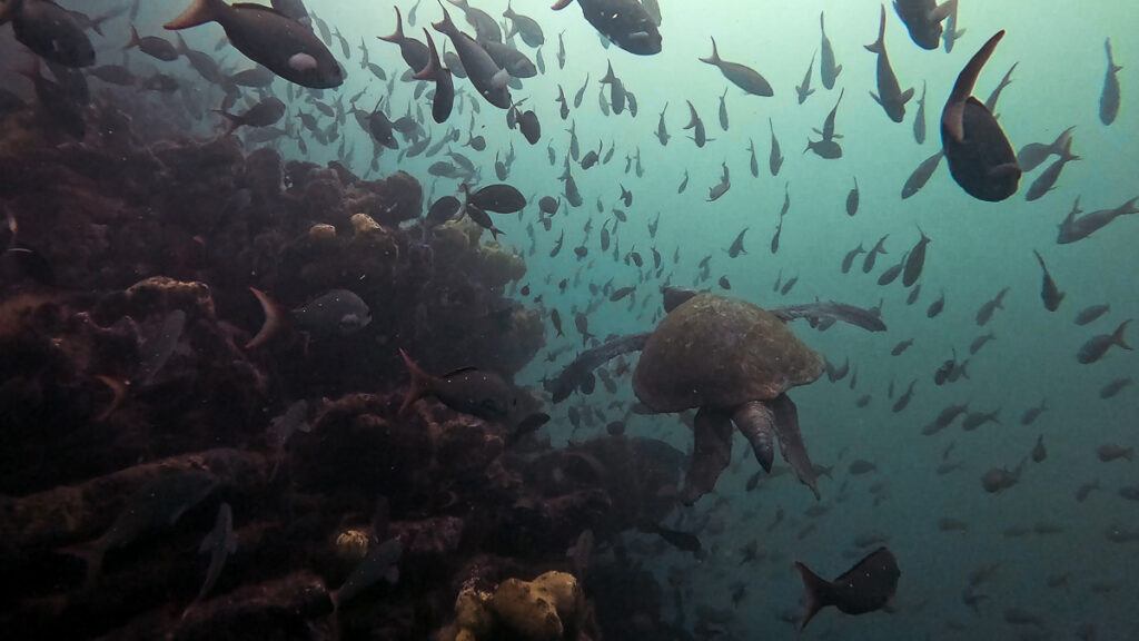 Galapagos diving punta mola mola ( of )