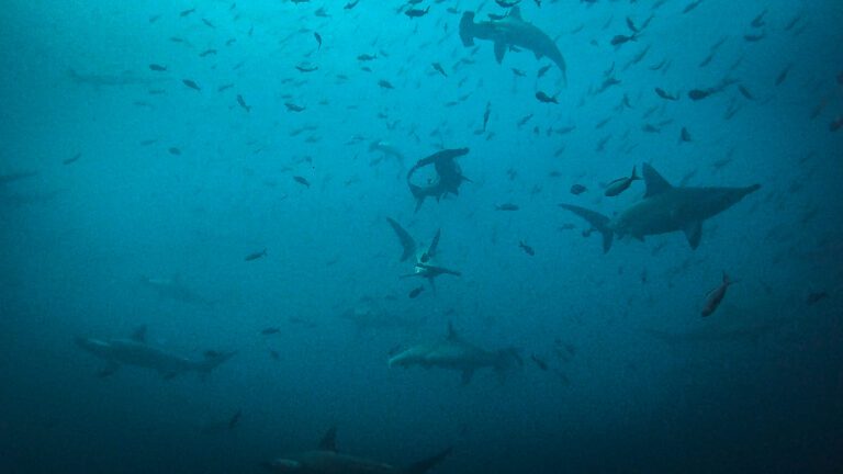 Galapagos Diving Guide: Darwin, Wolf and the Most Fish I Have Ever Seen (2026) Several hammerhead sharks spread across the blue
