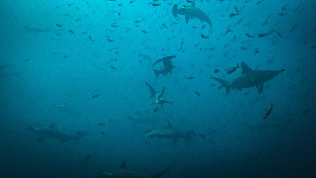 Several scalloped hammerhead sharks spread across the blue at Shark Bay, Wolf Island, the highlight of Galapagos diving