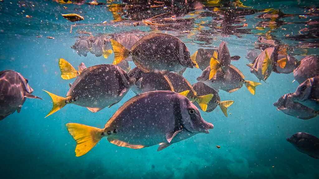 galapagos snorkeling ( of )