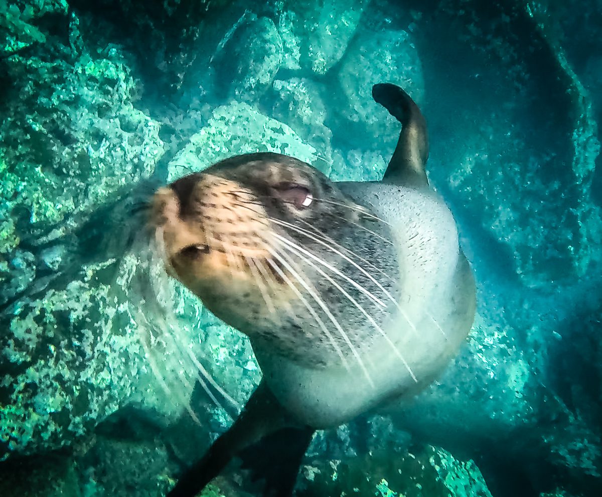 Galapagos sea lion facing the camera underwater while snorkelling at Gardner Bay, Española Island