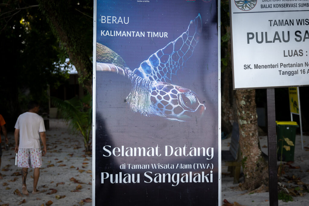 Sangalaki turtle nesting ( of )