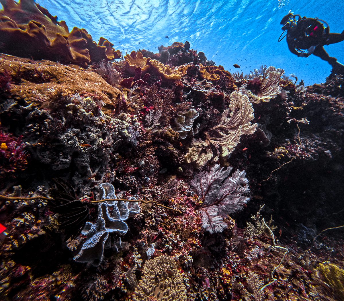 White nudibranch crossing a colourful reef in Komodo National Park