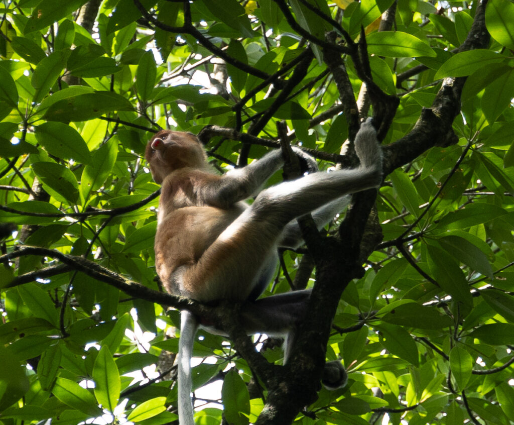 mangrove monkeys tarakan ( of )