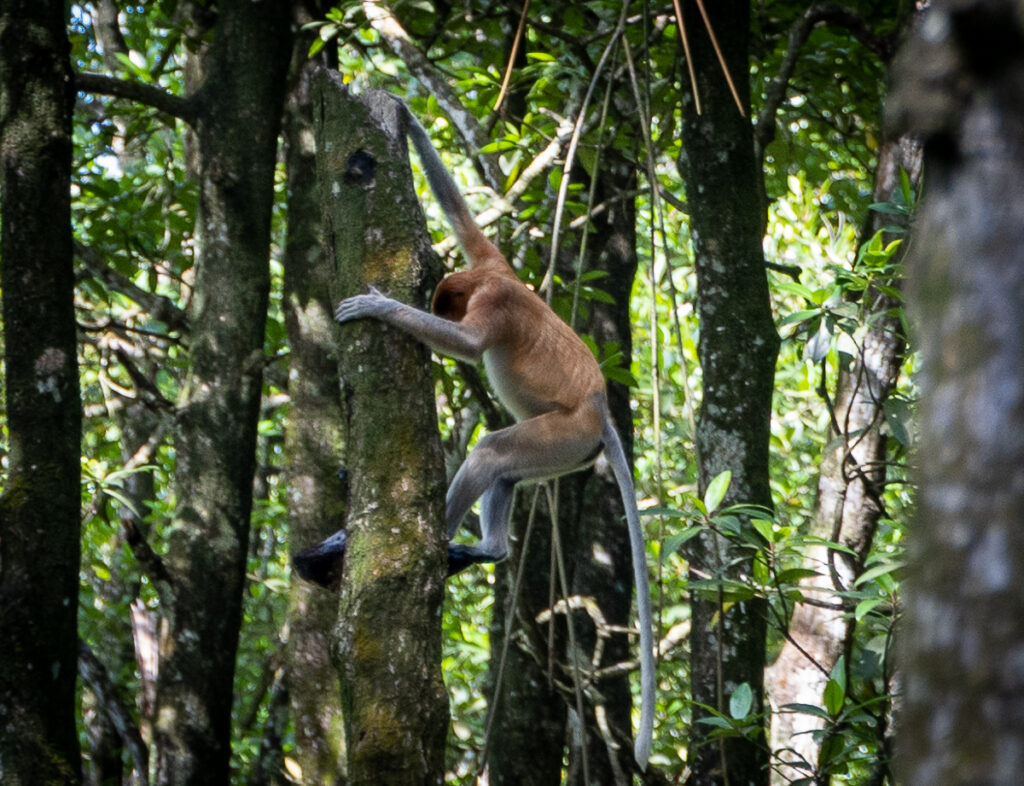 mangrove monkeys tarakan ( of )